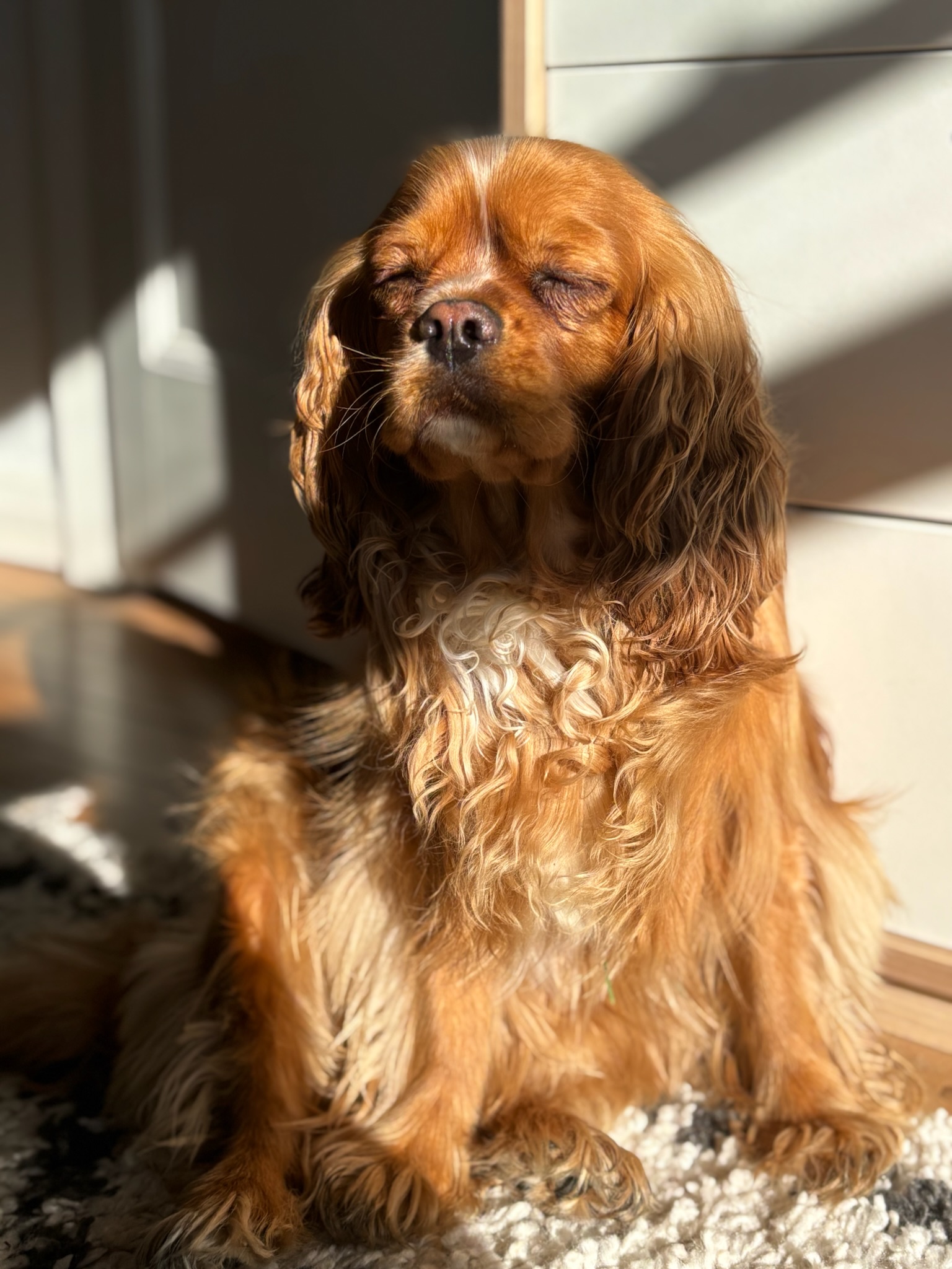 Honey, Natalia's Cavalier King Charles Spaniel, resting in morning sun with eyes closed